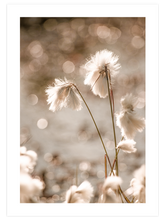 Cottongrass - Art Print